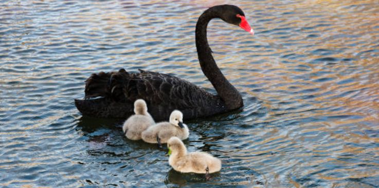 What Is A Black Swan Event 2024?